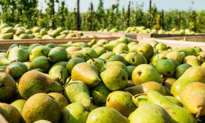 AntiFrost® creates award winning fruit