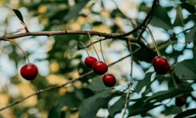 cherries
