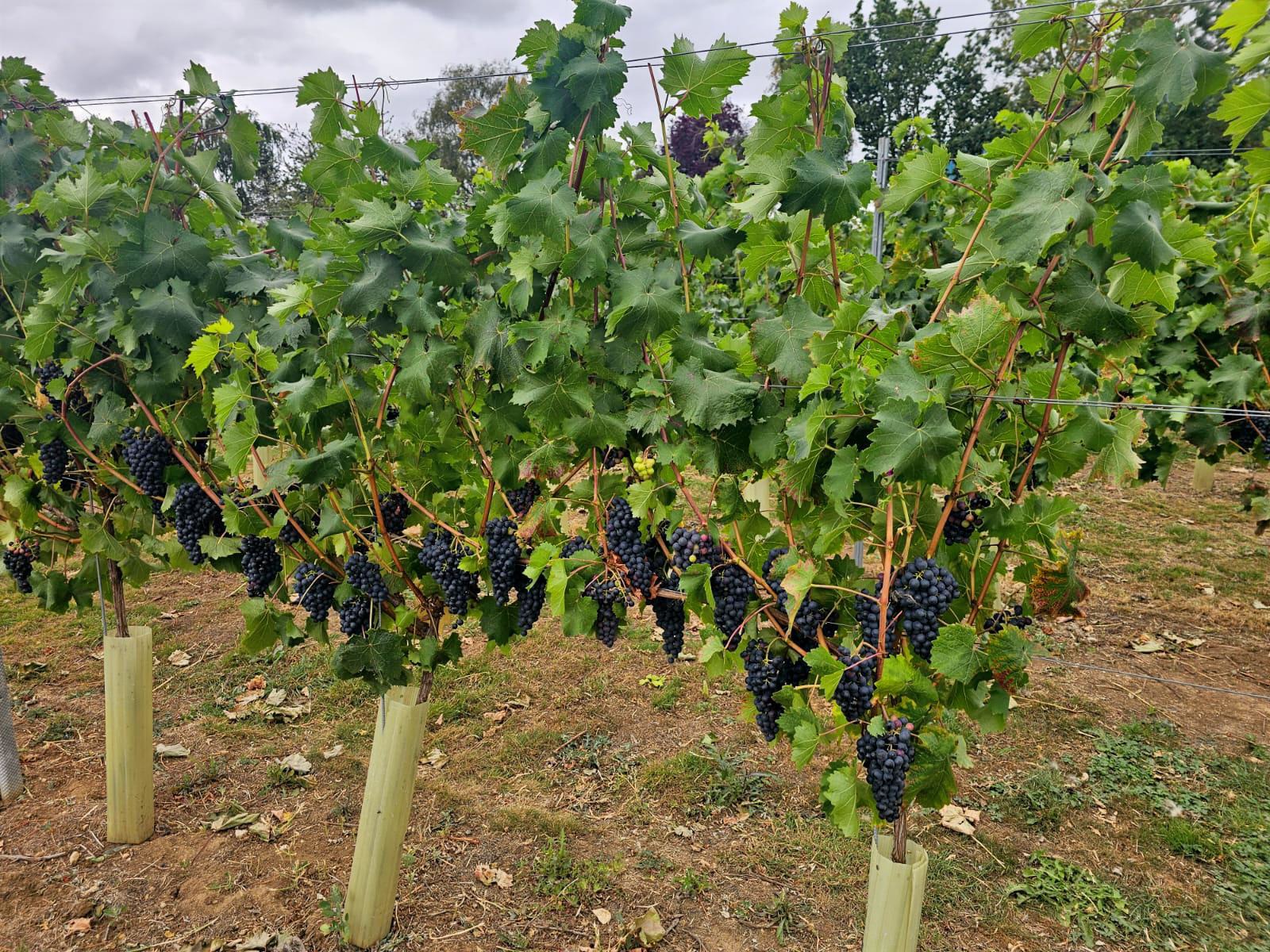 Mallard point vineyard grapes