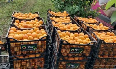Apricot harvests collected in Agrofresh group containers
