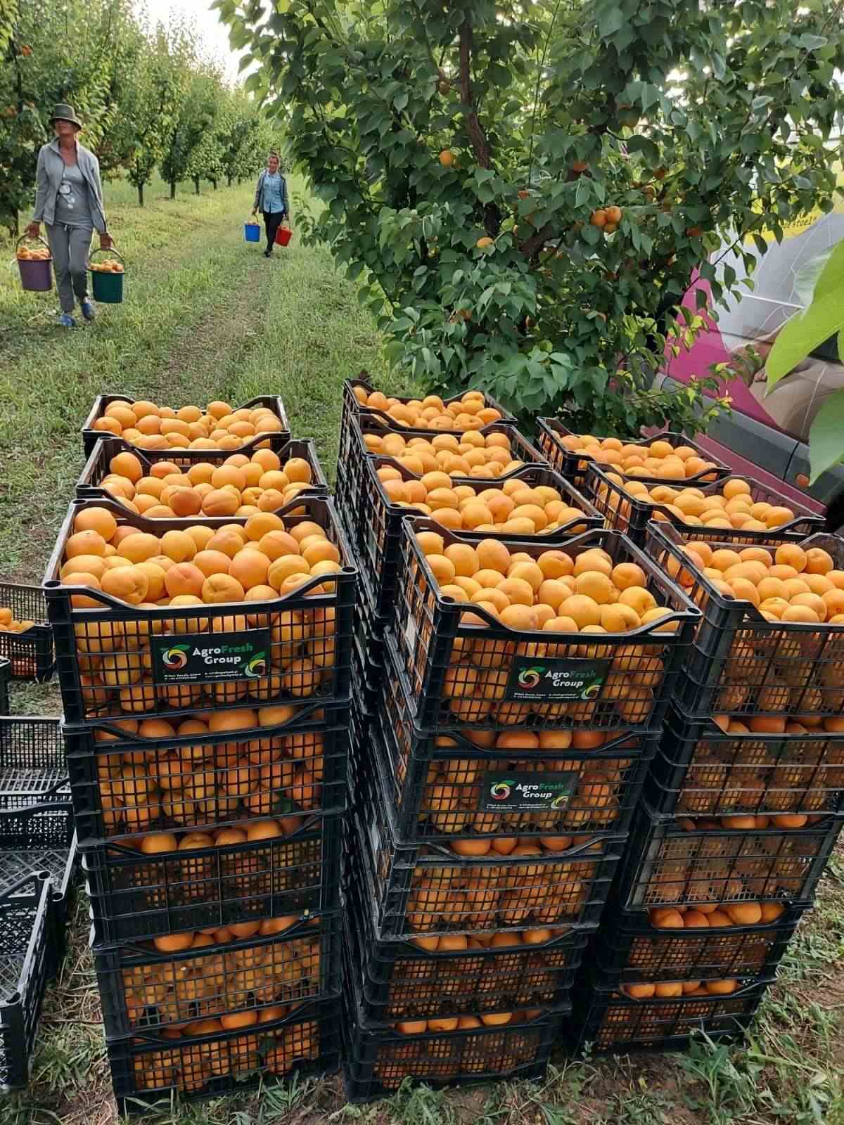 Apricot harvests collected in Agrofresh group containers