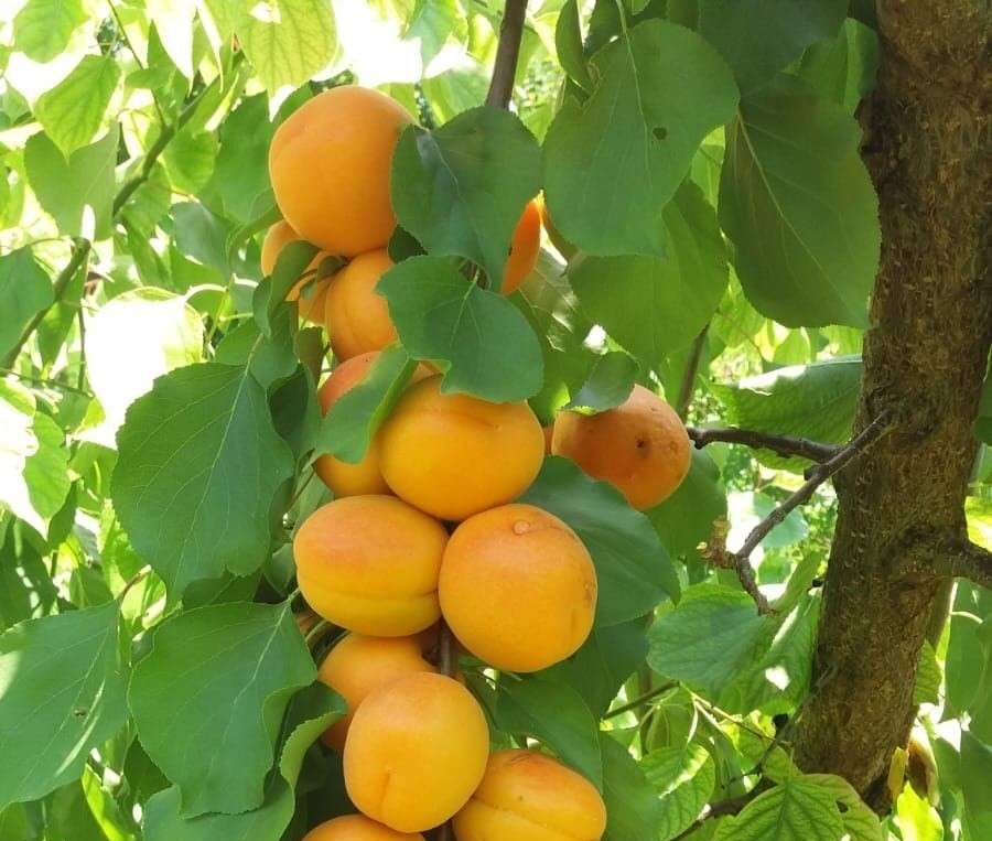 Apricots hanging on a tree