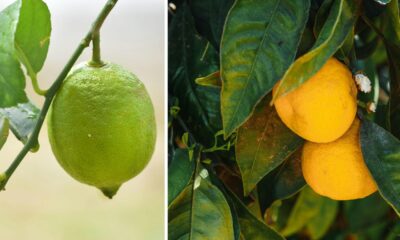 lemon and lime frost protection fruit on trees