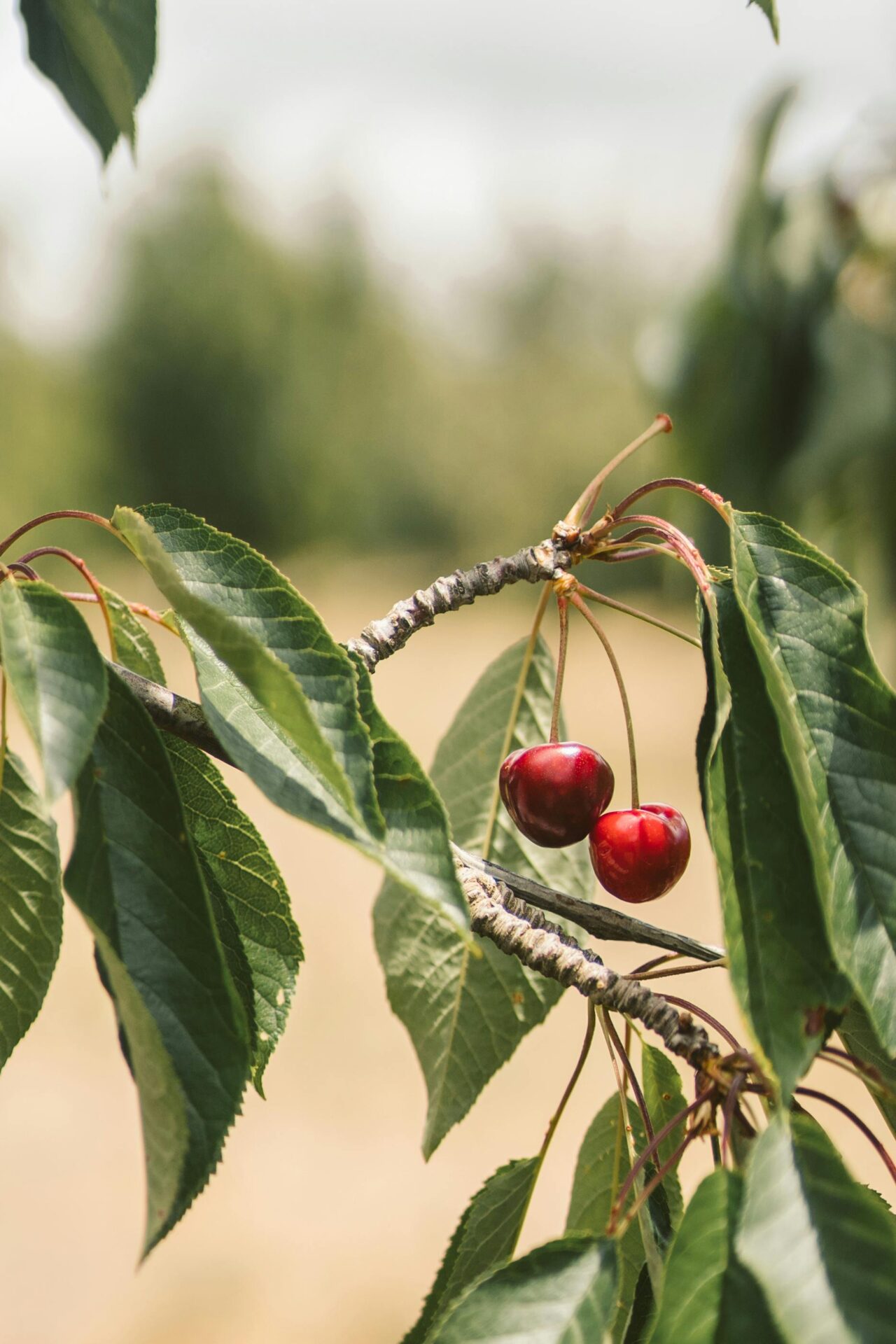 sweet cherry on a tree